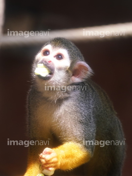 リスザル かわいい の画像素材 正月 行事 祝い事の写真素材ならイメージナビ