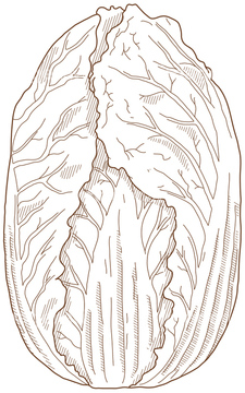 白菜 の画像素材 イラスト素材ならイメージナビ