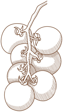 ミニトマト の画像素材 食べ物 飲み物 イラスト Cgの写真素材ならイメージナビ