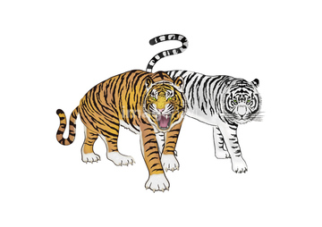 ホワイトタイガー の画像素材 陸の動物 生き物の写真素材ならイメージナビ