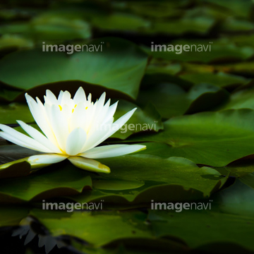 ハスの花 の画像素材 花 植物の写真素材ならイメージナビ