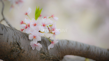 桜 幹 の画像素材 樹木 花 植物の写真素材ならイメージナビ