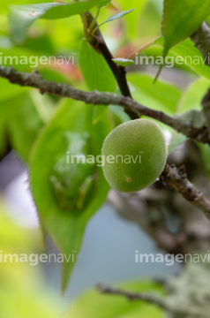 杏の実 の画像素材 樹木 花 植物の写真素材ならイメージナビ