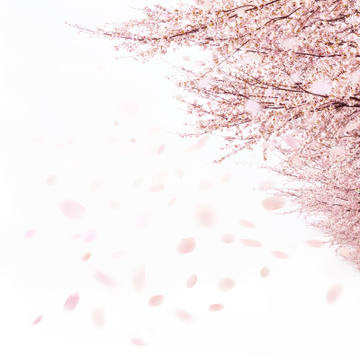 桜の花びら の画像素材 花 植物の写真素材ならイメージナビ