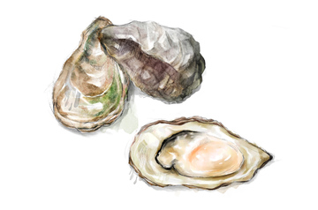食品 魚介料理 生牡蠣 ロイヤリティフリー イラスト の画像素材