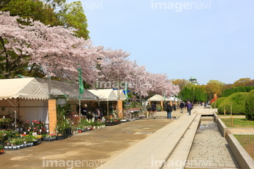 森ノ宮 の画像素材 花 植物の写真素材ならイメージナビ