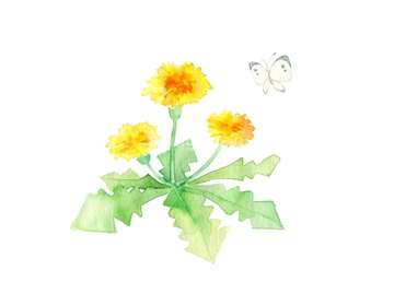 水彩 花 タンポポ イラスト の画像素材 テーマ イラスト Cgのイラスト素材ならイメージナビ