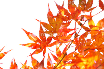 季節のイラスト 紅葉 綺麗 イラスト の画像素材 花 植物 イラスト Cgのイラスト素材ならイメージナビ