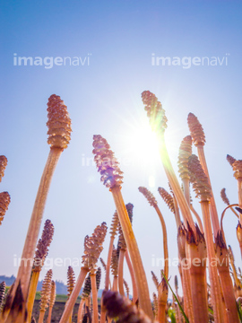 スギナ の画像素材 その他植物 花 植物の写真素材ならイメージナビ
