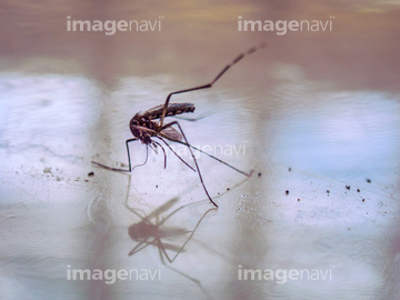 蚊 の画像素材 生き物 イラスト Cgの写真素材ならイメージナビ