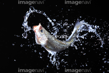 魚 跳ねる ジャンプ 動作 の画像素材 魚類 生き物の写真素材ならイメージナビ