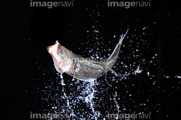 魚 跳ねる ジャンプ 動作 いきいき の画像素材 生き物 イラスト Cgの写真素材ならイメージナビ