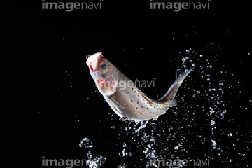 魚 跳ねる ジャンプ 動作 の画像素材 魚類 生き物の写真素材ならイメージナビ