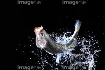 魚 跳ねる 熱帯魚 の画像素材 写真素材ならイメージナビ