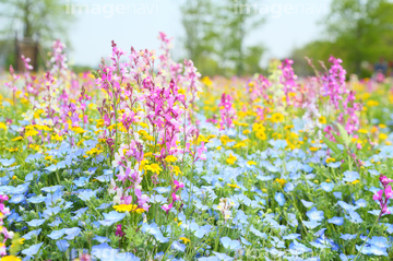 リナリア 多い 綺麗 の画像素材 花 植物の写真素材ならイメージナビ