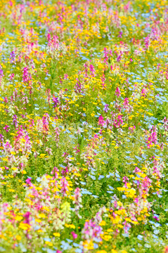 リナリア 多い 綺麗 の画像素材 花 植物の写真素材ならイメージナビ