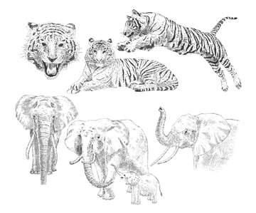 動物のイラスト トラ イラスト の画像素材 生き物 イラスト Cgのイラスト素材ならイメージナビ