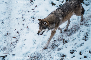 狼 走る の画像素材 陸の動物 生き物の写真素材ならイメージナビ