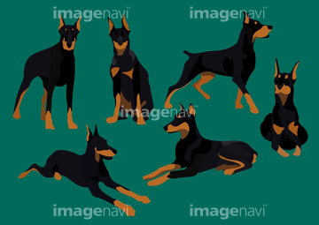 犬のイラスト特集 ドーベルマン イラスト の画像素材 生き物 イラスト Cgのイラスト素材ならイメージナビ