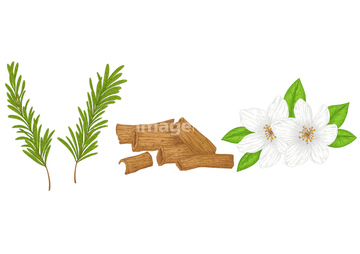 ハーブ ジャスミン ロイヤリティフリー イラスト の画像素材 その他植物 花 植物のイラスト素材ならイメージナビ