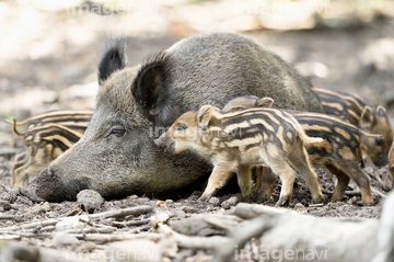 いのしし かわいい ぼかし の画像素材 家畜 生き物の写真素材ならイメージナビ