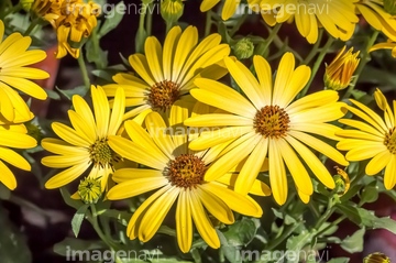 マーガレット 黄色 の画像素材 花 植物の写真素材ならイメージナビ