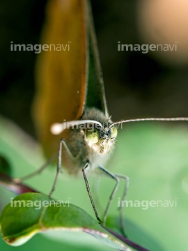 モンシロチョウ の画像素材 虫 昆虫 生き物の写真素材ならイメージナビ