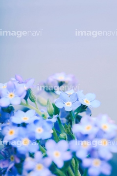 勿忘草 綺麗 の画像素材 季節 イベント イラスト Cgの写真素材ならイメージナビ