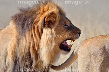 生き物 陸の動物 ライオン トラ ライオン 吠える 2匹 の画像素材 写真素材ならイメージナビ