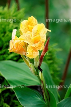 かんな 花 の画像素材 その他植物 花 植物の写真素材ならイメージナビ