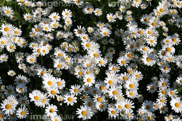 マーガレット ヒナギク の画像素材 花 植物の写真素材ならイメージナビ