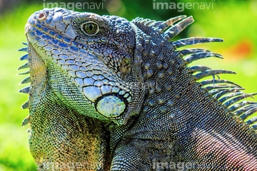 グリーンイグアナ 顔 の画像素材 爬虫類 両生類 生き物の写真素材ならイメージナビ