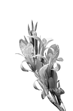 かんな 花 の画像素材 その他植物 花 植物の写真素材ならイメージナビ