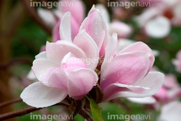 マグノリア 花 緑色 の画像素材 花 植物の写真素材ならイメージナビ