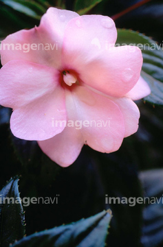 アフリカホウセンカ の画像素材 花 植物の写真素材ならイメージナビ
