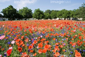 花 植物 花 花畑 ヨーロッパ フランス の画像素材 写真素材ならイメージナビ