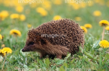 ハリネズミ ナミハリネズミ ロイヤリティフリー の画像素材 写真素材ならイメージナビ