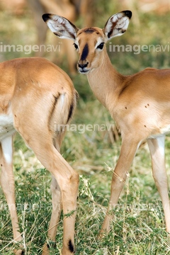 インパラ かわいい の画像素材 陸の動物 生き物の写真素材ならイメージナビ