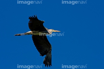 鳥 飛ぶ 空 自然 人物 イラスト サギ 鳥類 ロイヤリティフリー の画像素材 鳥類 生き物の写真素材ならイメージナビ