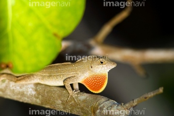 ブラウンアノール の画像素材 爬虫類 両生類 生き物の写真素材ならイメージナビ