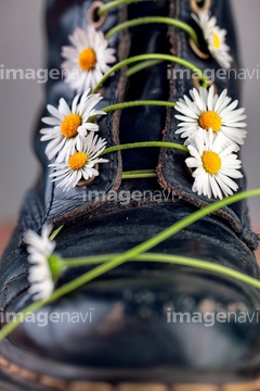 ヒナギク の画像素材 花 植物の写真素材ならイメージナビ