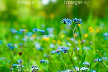 勿忘草 綺麗 の画像素材 花 植物 イラスト Cgの写真素材ならイメージナビ