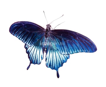 アゲハ蝶 綺麗 青色 の画像素材 虫 昆虫 生き物の写真素材ならイメージナビ