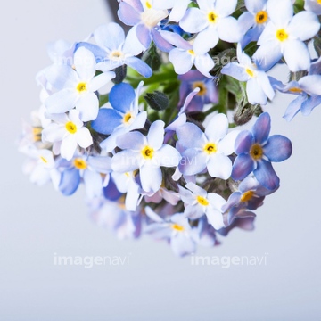 勿忘草 綺麗 青色 の画像素材 葉 花 植物の写真素材ならイメージナビ