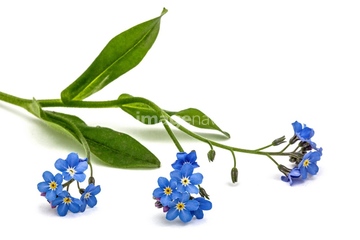 勿忘草 綺麗 の画像素材 花 植物 イラスト Cgの写真素材ならイメージナビ