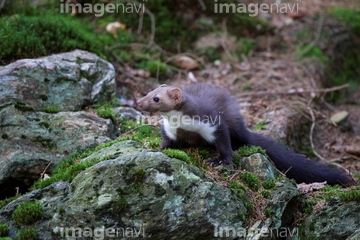 イタチ 肉食動物 テン イタチ の画像素材 陸の動物 生き物の写真素材ならイメージナビ