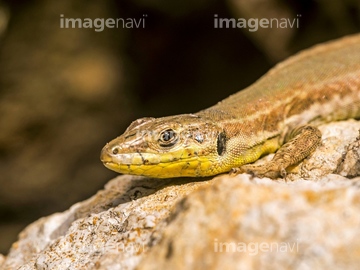 カナヘビ の画像素材 爬虫類 両生類 生き物の写真素材ならイメージナビ