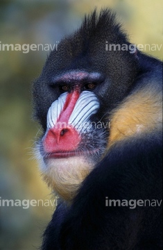 ヒヒ の画像素材 陸の動物 生き物の写真素材ならイメージナビ