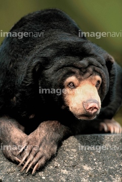 マレーグマ の画像素材 陸の動物 生き物の写真素材ならイメージナビ