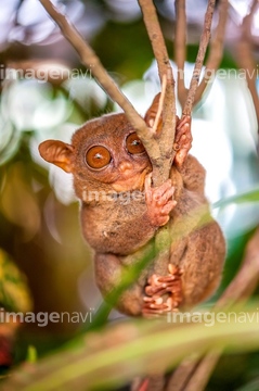 さる 楽しみ かわいい メガネザル の画像素材 陸の動物 生き物の写真素材ならイメージナビ